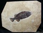 Framed Phareodus Fish Fossil - Inches Long #1324-3